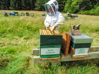 comment sauver les abeilles